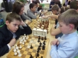 Юные шиловские шахматисты сразились за Кубок ДДТ